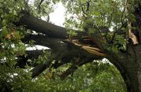 Monster Tree Service of the Upper Ohio Valley image 6